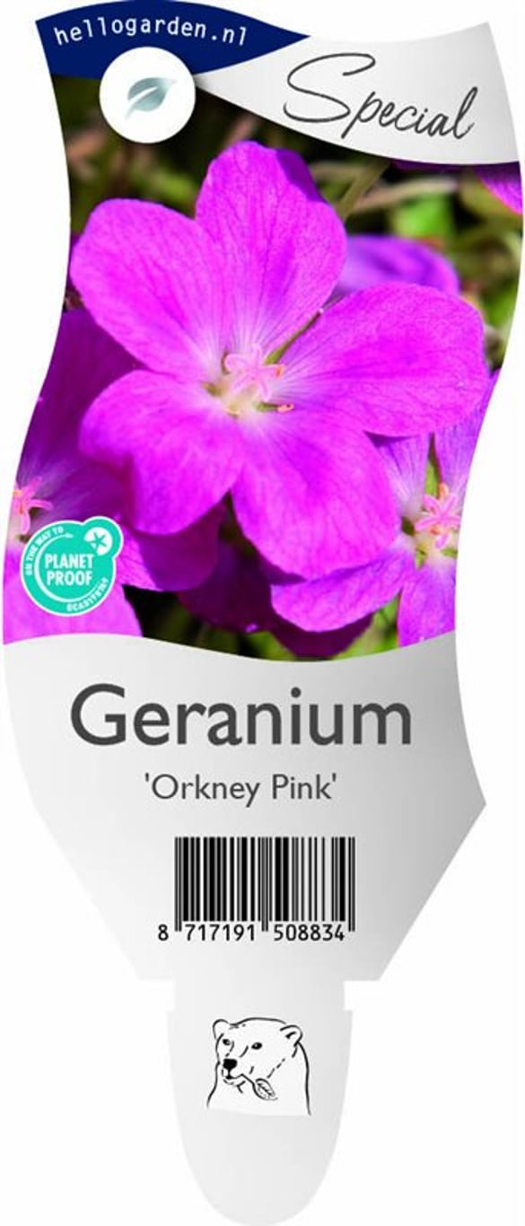 Geranium 'Orkney Pink' - P11